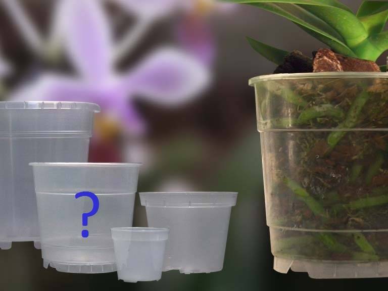 Чесночный водный раствор для орхидеи: примеры как правильно полить и приготовить